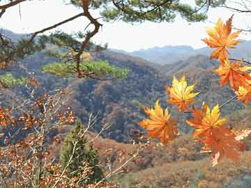 澳門一肖一碼一必中一肖雷鋒,創(chuàng)新策略設(shè)計(jì)_專業(yè)版84.362