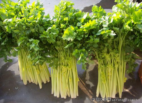 西安芹菜價(jià)格最新動(dòng)態(tài)，變化中的學(xué)習(xí)助力自信與喜悅的成就