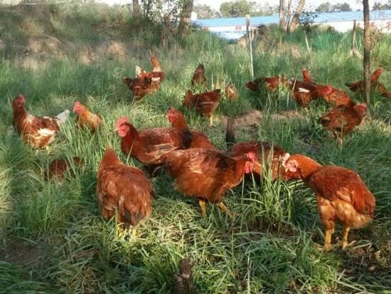 探索雞肉美食新潮流，雞大力最新美食指南