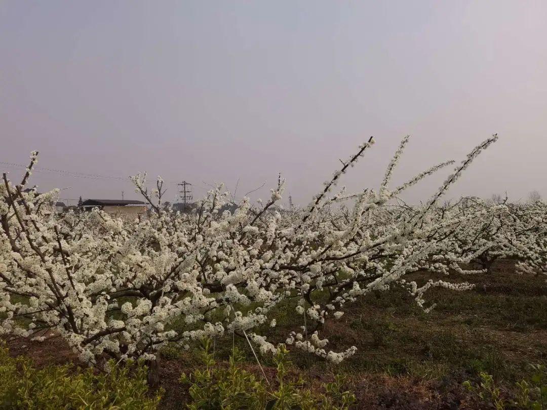 農(nóng)家菜盛宴，愛與陪伴的美食之旅