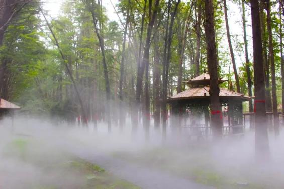 霧花直播，探尋自然美景與內(nèi)心寧靜之旅