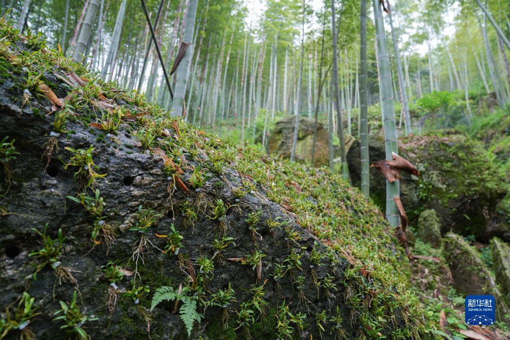 霍山最新房?jī)r(jià)揭秘，小巷中的隱藏寶藏與獨(dú)特環(huán)境品味