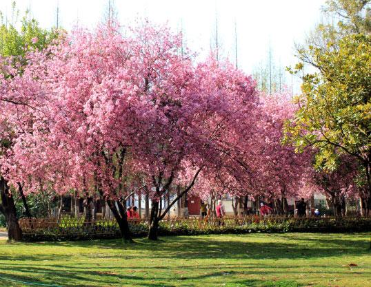 昆明花海新景，舞動(dòng)人生光彩的自信綻放