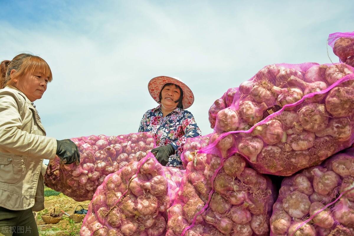 蒜市行情深度解析與觀點闡述