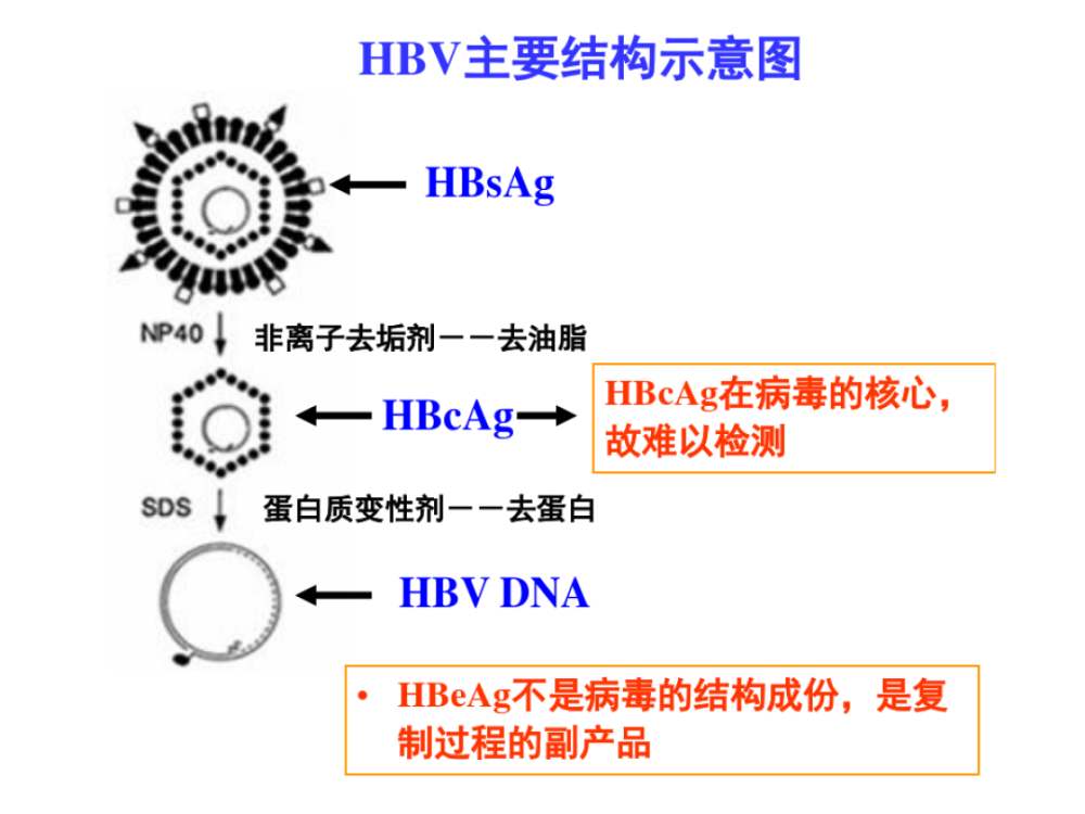 最新藥物進(jìn)展揭秘，掌握藥物研發(fā)全過程步驟指南