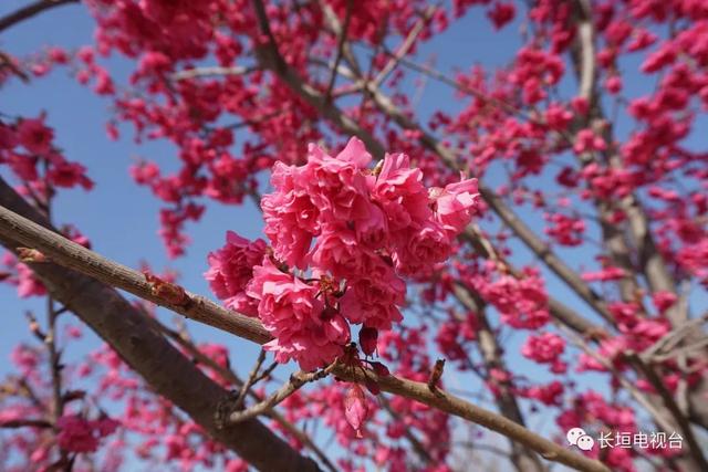 櫻花盛宴，學(xué)習(xí)成長(zhǎng)與美麗同行