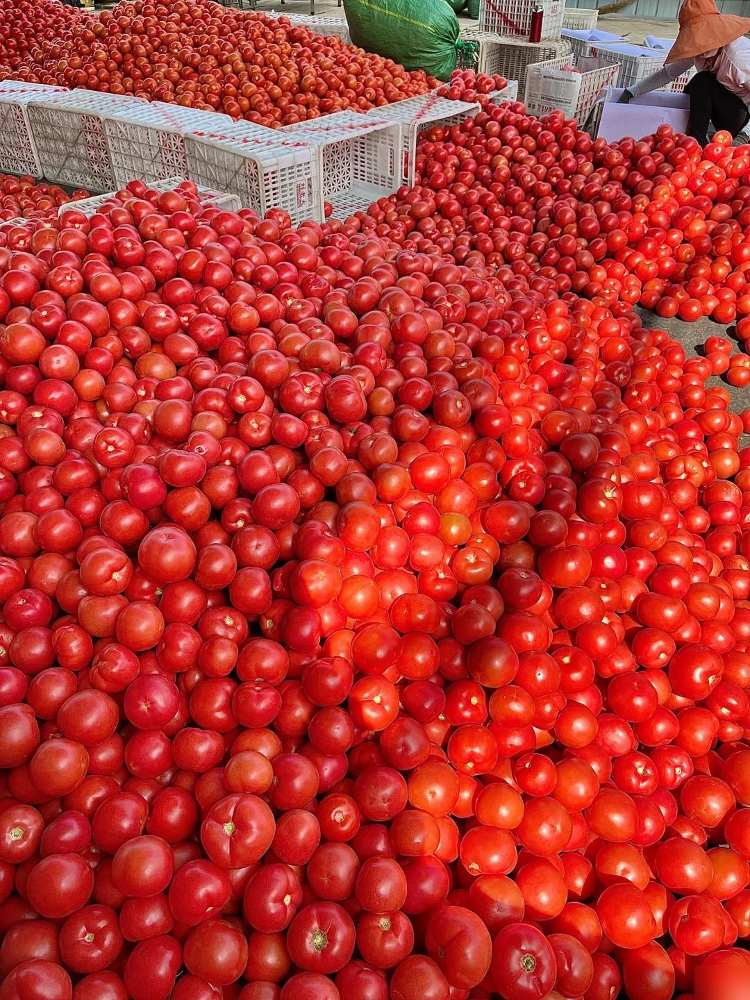 寧夏西紅柿價(jià)格行情深度解析與趨勢(shì)分析